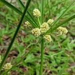 Cyperus luzulae Virág