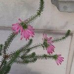 Erica verticillata പുഷ്പം