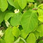 Lonicera xylosteum ഇല