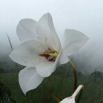 Gladiolus aequinoctialis Fleur