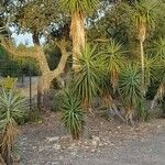 Yucca aloifolia Blatt