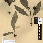 Psychotria setistipulata Otro