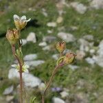 Saxifraga moschata Schors