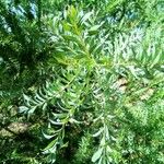 Acacia cultriformis Blad