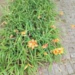 Hemerocallis fulva花