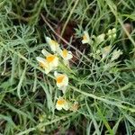 Linaria vulgaris Квітка