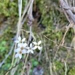 Jepsonia parryi Квітка