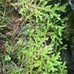 Selaginella helvetica ഇല