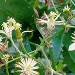 Clematis vitalbaCvet