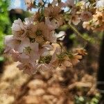 Dombeya rotundifolia Fiore