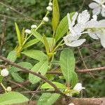 Exochorda × macrantha Leaf