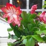 Schlumbergera truncataÇiçek