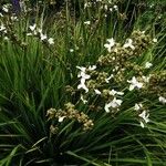 Libertia chilensis Blad