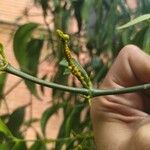 Phoradendron piperoides Fruit