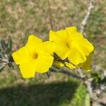 Pachypodium rosulatum Floare