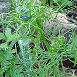 Nigella sativa Foglia