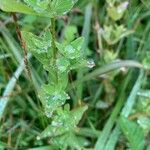 Hypericum punctatum List