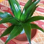 Dracaena fragrans叶