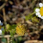 Anthemis tomentosa Flower