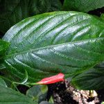 Ruellia brevifolia Blad