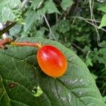 Viburnum trilobumFruit