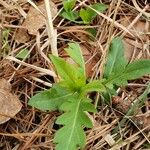 Oenothera laciniataЛіст