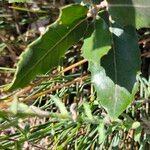 Jasione maritima Hoja