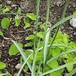 Anthericum liliago पत्ता