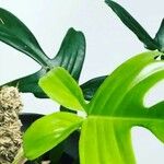 Philodendron pedatum Лист