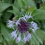 Centaurea montana 花