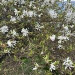 Magnolia stellata 花