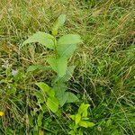 Populus balsamiferaLeaf