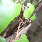 Lygodium microphyllum पत्ता