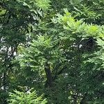 Carya pallida Hoja