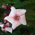 Strophanthus gratus Flor