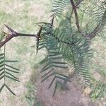 Prosopis chilensis Leaf