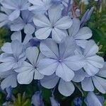 Plumbago auriculataFlower