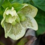 Helleborus viridis Floare