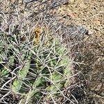 Ferocactus wislizeni Folha