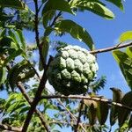 Annona squamosa Gyümölcs