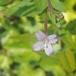 Epilobium oreganum Цветок