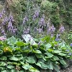 Hosta ventricosa Blüte