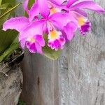 Cattleya trianae Květ
