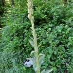 Verbascum thapsus Cvet