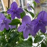 Browallia speciosa Floare