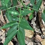 Senna septemtrionalis Leaf