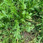 Lepidium coronopus Leaf