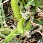 Astragalus depressus Fruchs