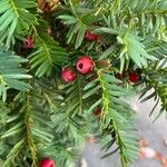 Taxus brevifolia Fruto