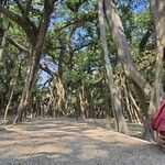 Ficus benghalensisLubje